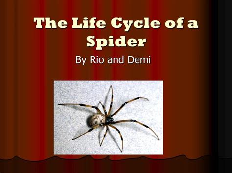 life cycle   spider powerpoint