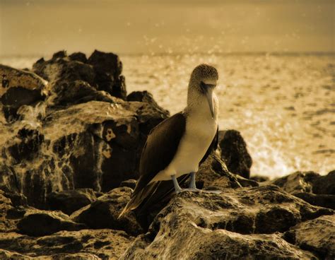 bildet hav sand stein fugl dyr seabird dyreliv fauna sepia skapning galapagos