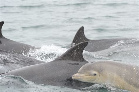 pictures  adorable dolphin calf