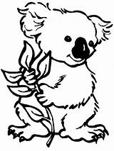 Koala Coloring Pages Animals Color Print sketch template