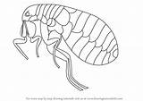 Flea Draw Drawing Step Insects Tutorials Drawingtutorials101 Coloring Sketch Template sketch template