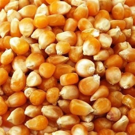 grade dried sweet corn loose  rs kg  pune id