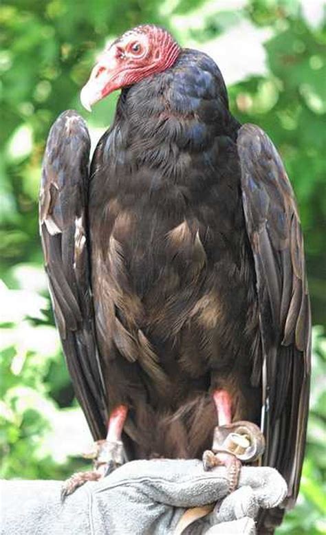 turkey vultures  theyre bald    vomit  trespassers