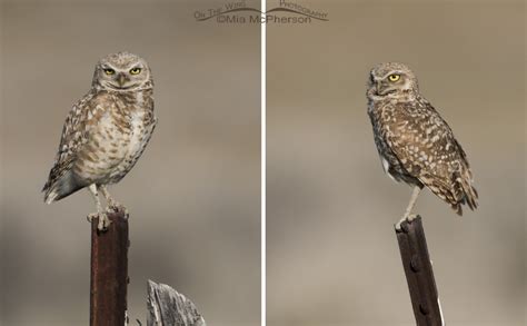 More Fun With Burrowing Owls And The Dangers Of Barbed