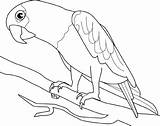 Parrot Papagaio Araras Kolorowanki Papagei Animais Loro Dibujos Arara Galho Papagayo Papugi Papugami Perroquet Luau Ptaki Papuga Ausdrucken Aves Vários sketch template