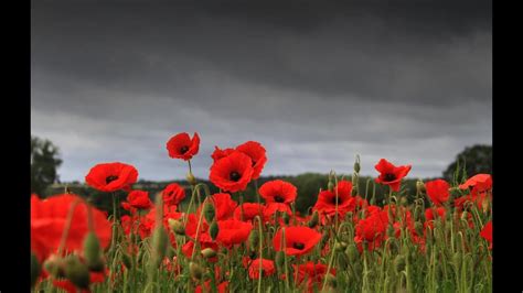 remembrance day tribute youtube