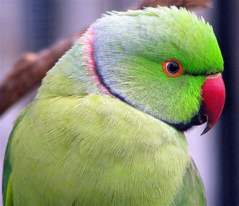 african ringnecked parrot birds ringneck pinterest