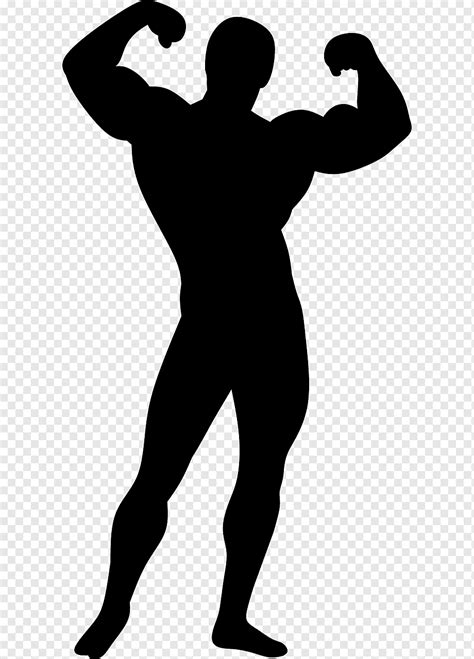 bodybuilder silhouette bodybuilding anatomie arm athlet attraktiv