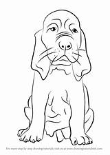 Bloodhound Drawingtutorials101 Puppies Dalmatian Getdrawings sketch template