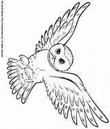 Owl Coloring Snowy Pages Sheets Color Animals Animal Potter Harry Print Owls Clipart Realistic Animalstown Back Town Drawing Templates Fly sketch template