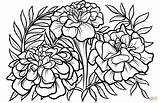 Marigold Tegninger Marigolds Morgenfrue Til Blomster Supercoloring Kategorier sketch template