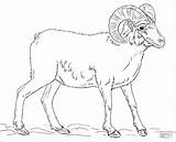 Sheep Bighorn Desert sketch template