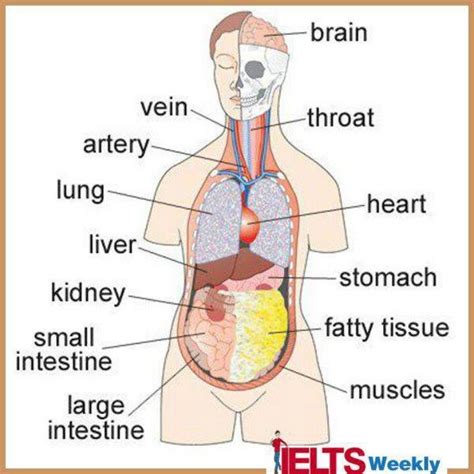 internal body parts   picture  english cfxq english learning pinterest bodies