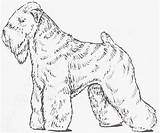 Soft Coated Wheaten Terrier Wheaton Drawing Getdrawings sketch template