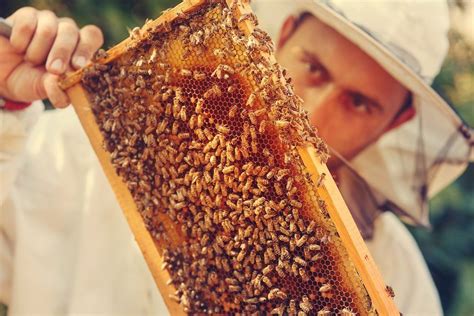 honey  bee removal