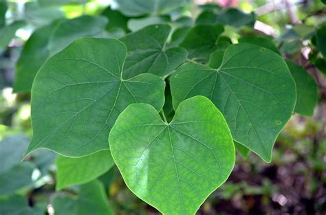 heart shaped leaves  green photograph  maria urso