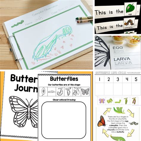 life cycle   butterfly printables  perfect room