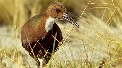 flightless birds  extinct   group  islands   evolved  daily times