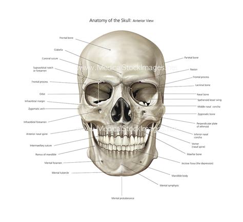 skull anatomy anterior view