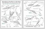 Warbler Coloring Pages Warblers Yellow Infographic Kids Identifying Nature Capture Screen Wildlife Designlooter Identification 1308 91kb Ecosystem Woodpecker Role sketch template