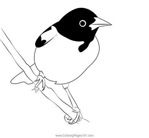 baltimore oriole bird coloring page  kids   world