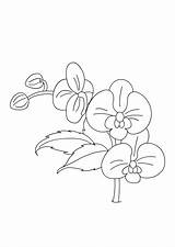 Orchid Coloring Pages Drawing Simple Outline Kids Sheet Flower Color Flowers Colouring Drawings Printable Turtlediary Print Sheets Getdrawings Popular Designlooter sketch template