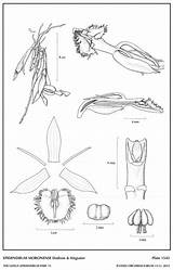 Epidendrum sketch template