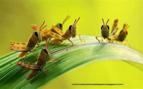 beautiful wallpapers grasshoppers wallpaper