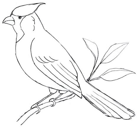 cardinal drawing google search bird drawings cardinal drawing