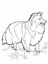 Bullmastiff Coloring Pages Projects Getcolorings Printable Shetland Sheepdog Animali Getdrawings sketch template