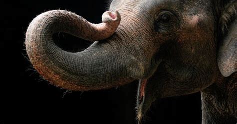 7 Awesome Things An Elephant Does With Her Trunk And Playing Monopoly