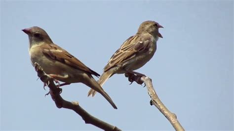 sparrow birds youtube