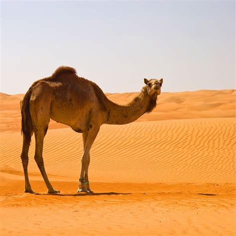 camels survive   desert  petri dish