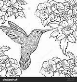 Coloring Hummingbird Pages Printable Birds Flowers Adult Adults Flower Throated Ruby Long Sylph Humming Bird Sheets Color Tailed Getcolorings Getdrawings sketch template