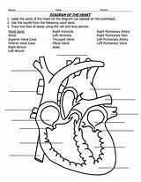 Heart Diagram Human Drawing Simple Labels Blank Label Anatomy Labeled Clipart Easy Worksheet Parts Coloring Library Printable Draw Diagrams Science sketch template