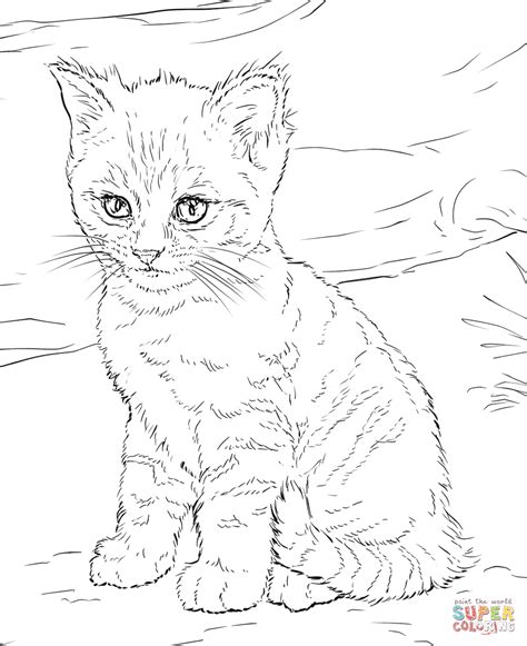 cute kitten coloring page  printable coloring pages