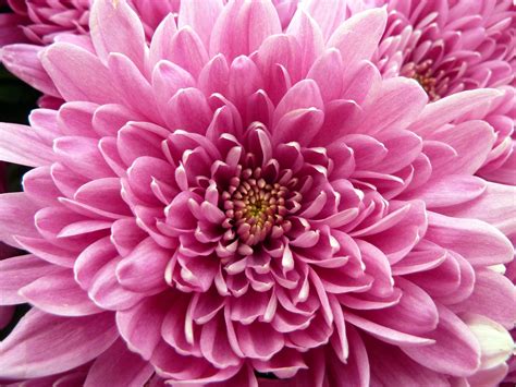 filepink chrysanthemum jpg wikimedia commons
