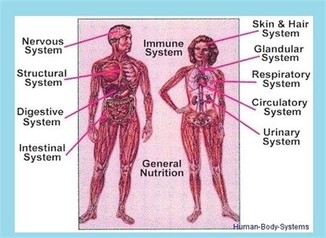 human body systems image graph diagram