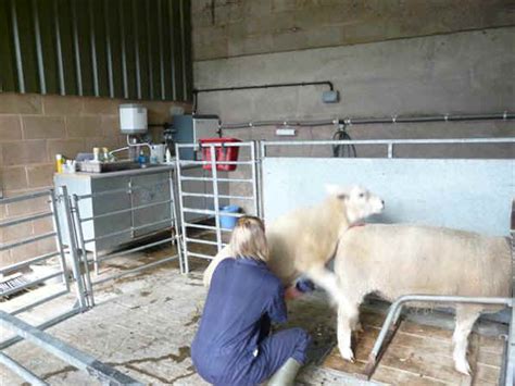 southern oregon soay sheep farms soay sheep artificial insemination