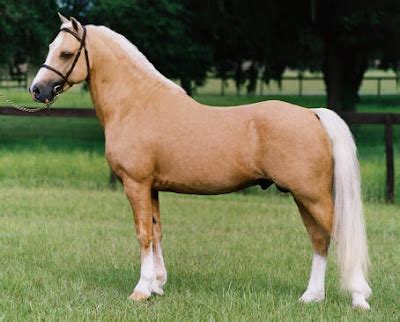 horses colors   horse palomino