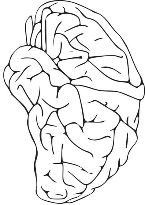 coloring page brain img  brain pictures coloring pages