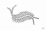 Centipede Coloring Pages Printable Color Designlooter Drawings 1000 650px 44kb Categories sketch template