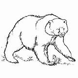 Kodiak Bear Coloring 87kb 230px sketch template