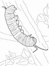 Caterpillar Monarch Coloring Butterfly Pages Drawing Printable Supercoloring Colouring Hungry Line Cocoon Getdrawings Tattoo Kids Super sketch template