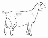 Dairy Goats Colouring Kanak Boer Kambing Koleksi Pewarna Printablecolouringpages sketch template