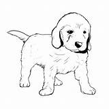 Labrador Ausmalbild Clipartmag Hund Redness sketch template