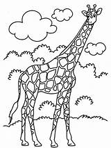 Coloring Girrafe Jumbo Pages Clipart Printable Popular Getdrawings Drawing Beautiful Library sketch template