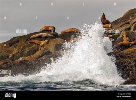 steller sea lion alaska stock photo alamy