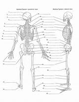 Worksheet Unlabeled Skeletal sketch template