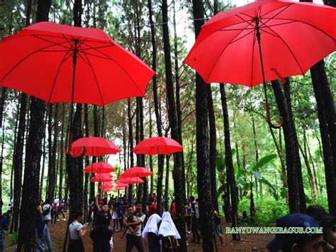 Wisata Hutan Pinus Songgon Spot Selfi Terkini Di Banyuwangi